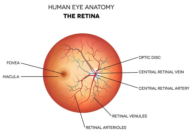 Macular Eye Chart